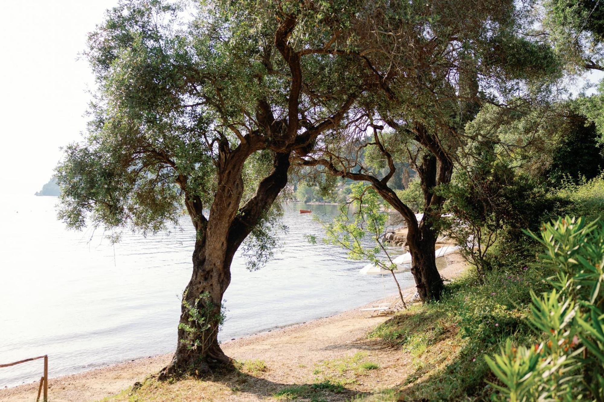 Kairaba Mythos Palace - Adults Only Kouspades ภายนอก รูปภาพ Olive trees on the island of Thasos